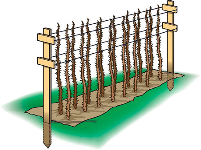 Как правильно подвязывать малину весной легко и быстро