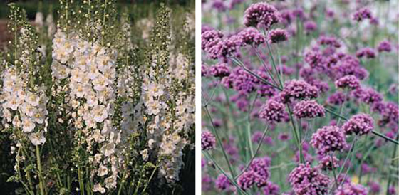 Verbascum hybridum, Verbena bonariensis