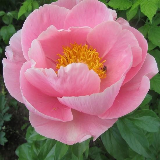 Пион Салмон Шифон (Salmon Chiffon): фото и описание