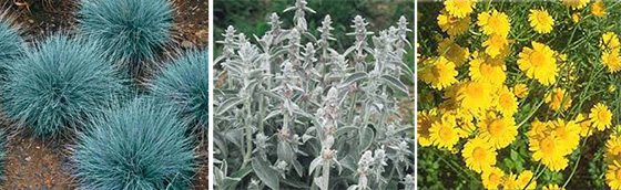 Festuca glauca, Stachys lanata, Anthemis tincloria