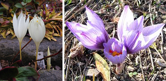 Crocus vallicola, Crocus pallasii