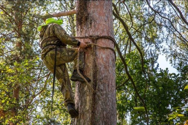 Бортевое пчеловодство