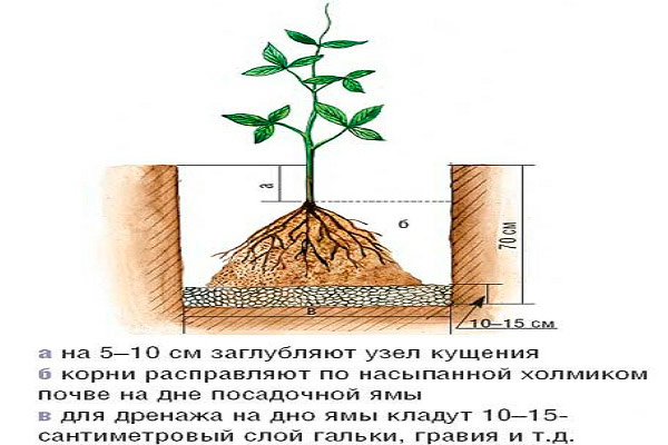 Маленькие весенние хитрости посадки клематисов