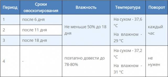 Инкубация яиц цесарки в домашних условиях