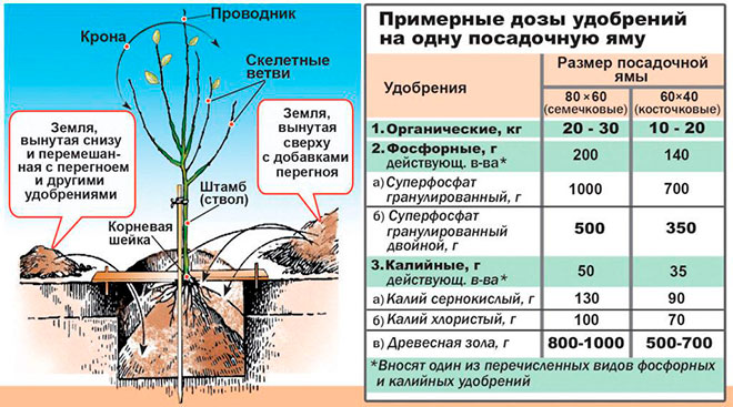 Подкормка яблонь и груш весной: схемы, составы удобрений для плодоношения