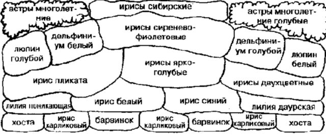 Цветы ирисы в дизайне сада и дачного участка