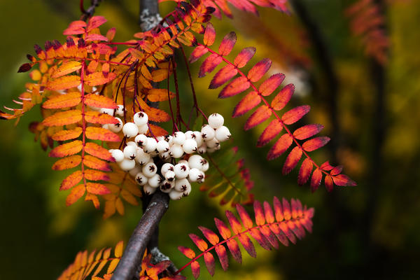 Рябина Кене (Sorbus koehneana)