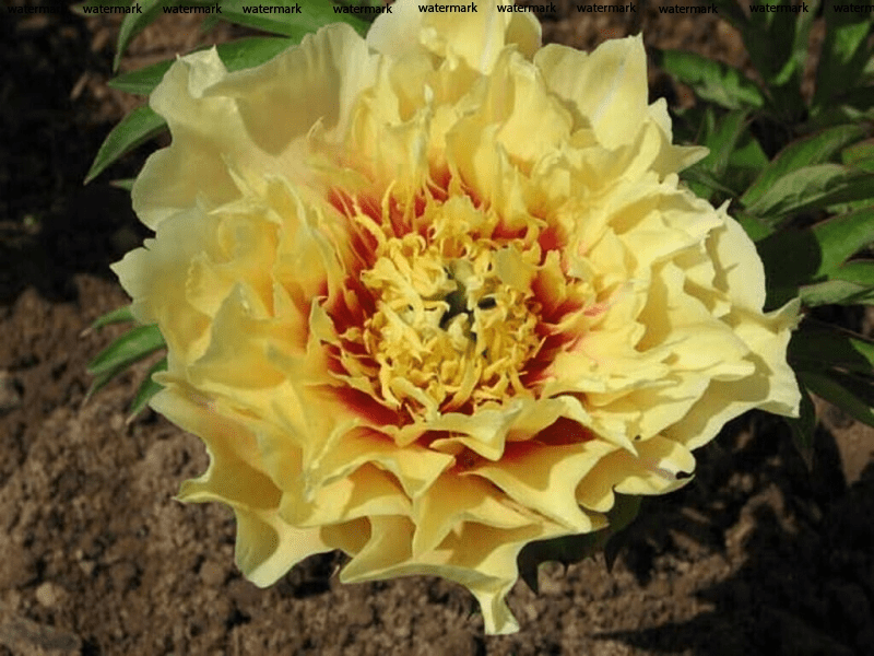 Пион ИТО-гибрид Прейри Чарм (Prairie Charm): фото, описание, отзывы