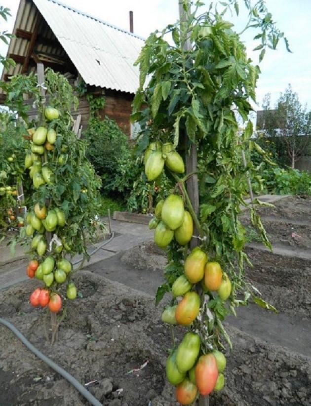 Помидоры Подсинское чудо: описание сорта, фото, отзывы