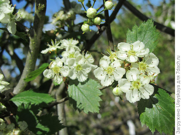 Боярышник петушья шпора, фото сайта www.chewvalleytrees.co.uk