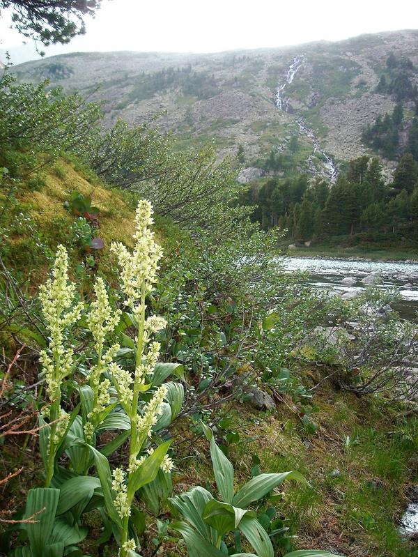 Чемерица на Алтае.Фото автора