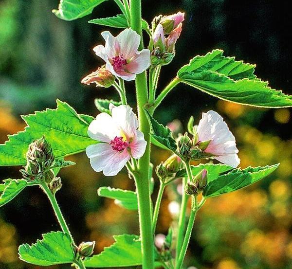 Алтей лекарственный (Althaea officinalis)