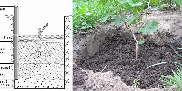 Как правильно сажать виноград: пошаговая инструкция для начинающих