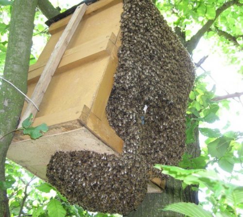 Ловушки для пчел своими руками