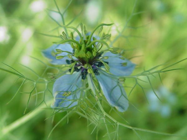 Чернушка посевная, или обыкновенная (Nigella sativa)