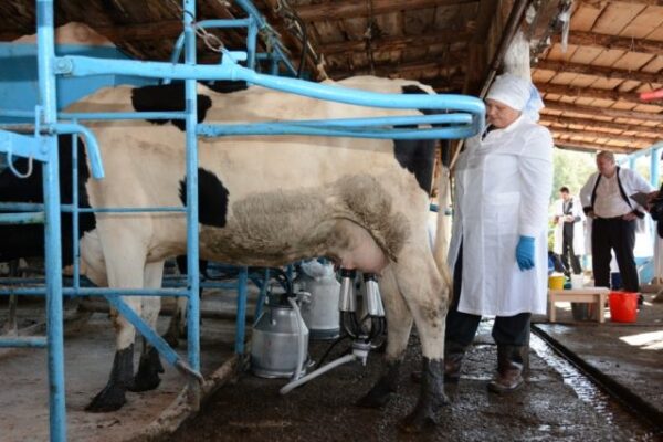 Станок для доения коровы своими руками