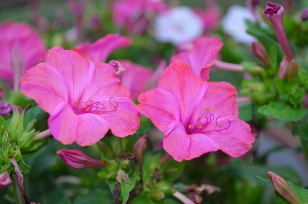 Мирабилис ялапа (Mirabilis jalapa)