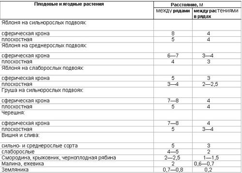 Таблица расстояний между деревьями при посадке сада и советы по планировке территории