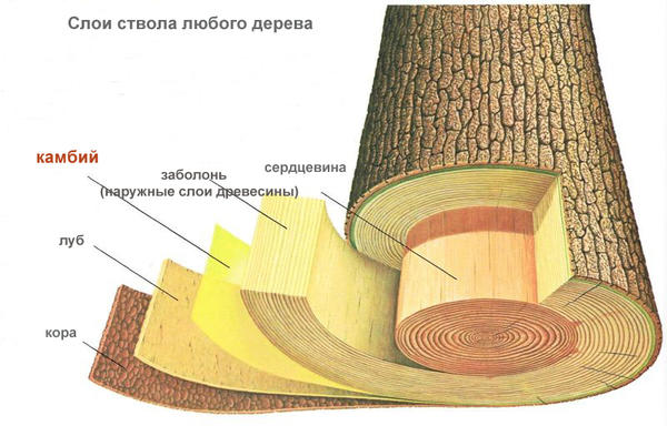 Слои дерева, схема с сайта abcplanet.ru