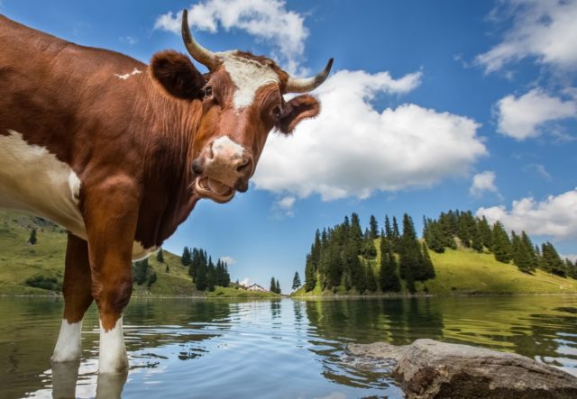 Факторы, влияющие на молочную продуктивность КРС