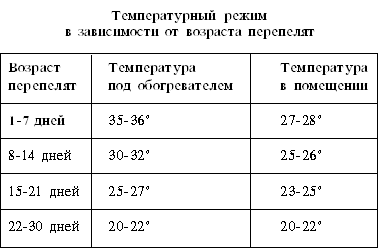 Мраморные перепела: содержание и разведение