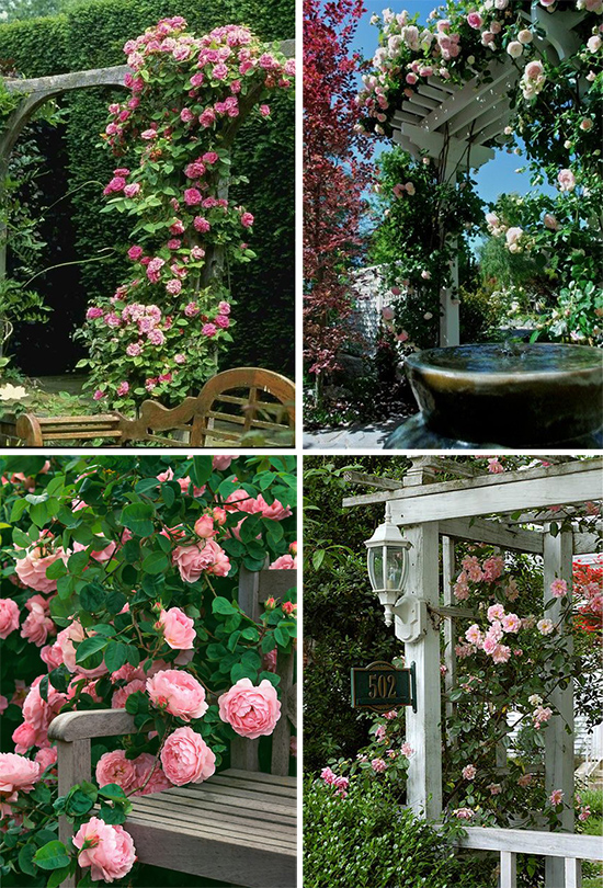 Романтический сад: плетистые розы в ландшафтном дизайне