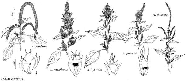 Виды соцветий амарантов. Рисунок с сайта beta.floranorthamerica.org