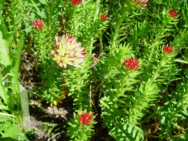 Родиола морозная (Rhodiola algida)