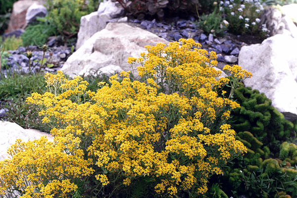 Алиссум Гмелина (Alyssum gmelinii)