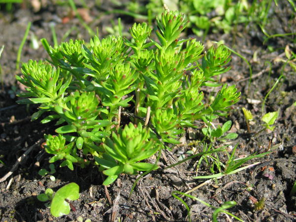 Родиола морозная (Rhodiola algida)