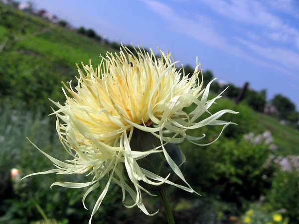 Василек русский (Centaurea ruthenica)