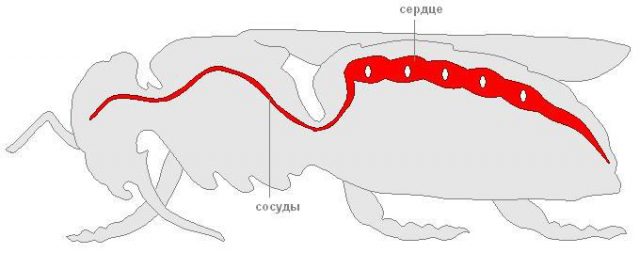 Как выглядит пчела