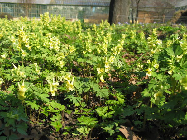 Хохлатка прицветниковая (C. bracteata)