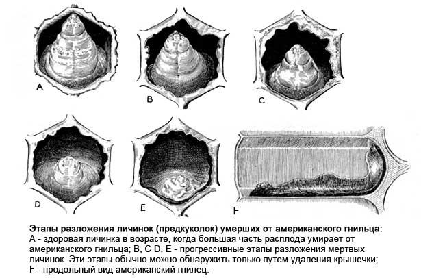 Болезни пчел: их признаки и лечение