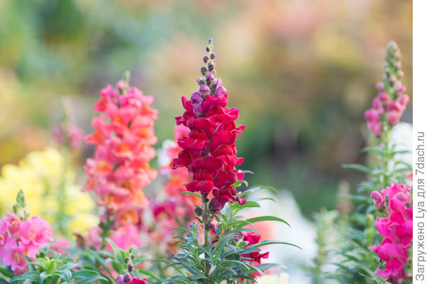 Львиный зев - антирринум (Antirrhinum majus)