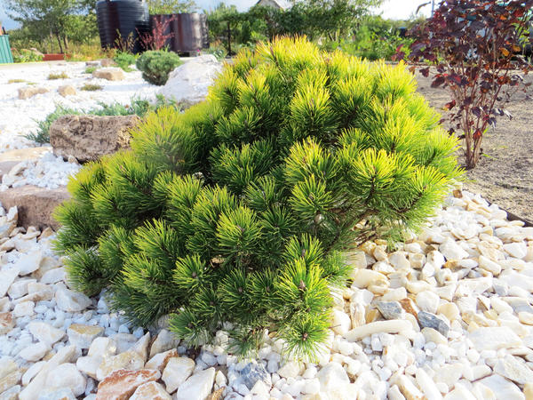 Pinus mugo Ophir