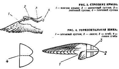 Симптомы болезней перепелов и их лечение