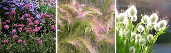 Gomphrena glohosa, Hordeum jubatum, Lagurus ovatus