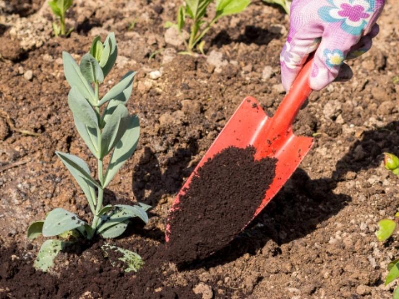 Эустома многолетняя: посадка и уход в открытом грунте, фото на клумбе, зимовка