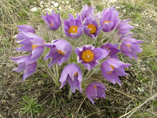 Сон-трава (Pulsatilla patens)