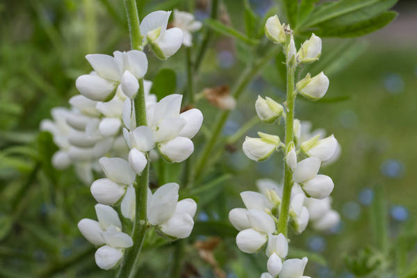 Чина широколистная White Pearl