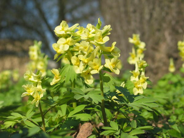 Хохлатка крупноприцветниковая (C. bracteata)