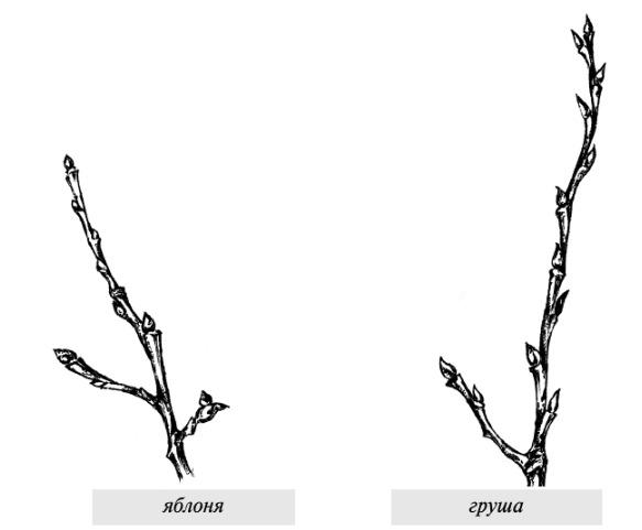 Генеративные веточки семечковых. Фото из книги Правильная садовая обрезка: понятно и наглядно