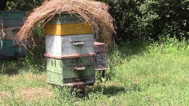 Образование бороды: причины и методы борьбы