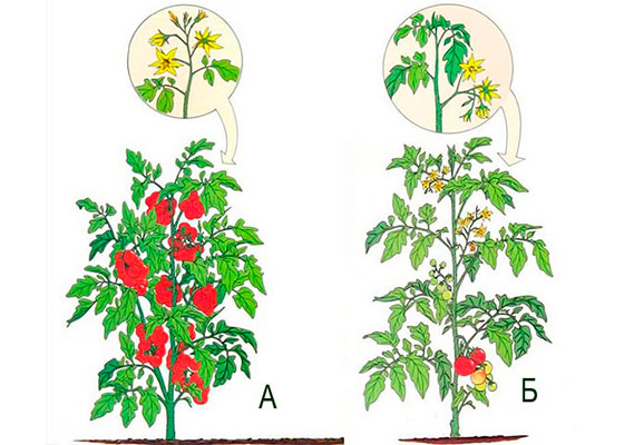 Особенности детерминантных томатов