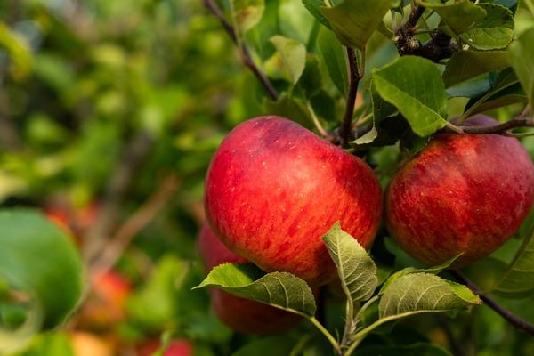 10 сортов яблонь осеннего срока созревания. Самые вкусные и урожайные