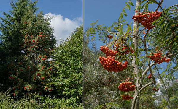 Рябина обыкновенная, var. edulis