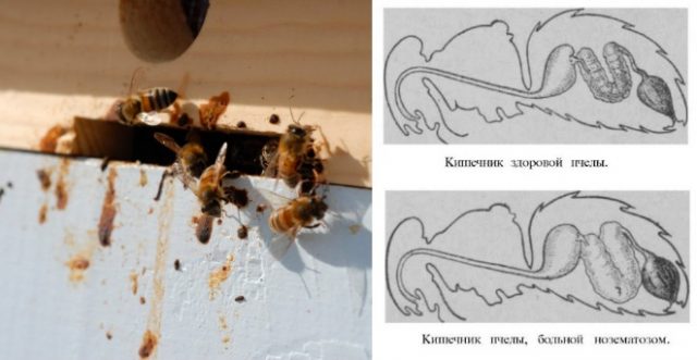 Болезни пчел: их признаки и лечение