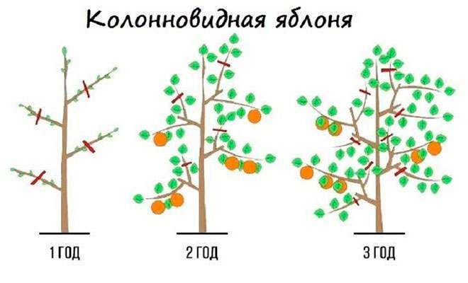 Как сажать колониводные яблони весной и осенью: расстояние между деревьями, уход и выращивание