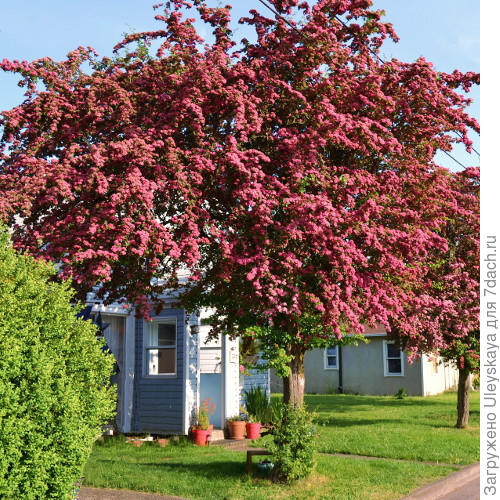 Боярышник однопестичный Rubra Plena , фото сайта voodland.com